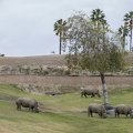402-4098 Safari Park - Rhinos.jpg